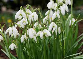 Im winter bringen winterblüher und andere winterpflanzen farbe in den grauen alltag. Winterpflanzen Das Ist Unsere Top 10 Mein Schoner Garten