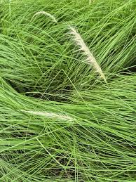Image result for Setaria parviflora