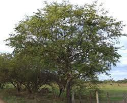 Image result for Guazuma ulmifolia
