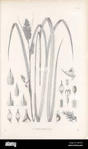 Image result for Carex echinochloe