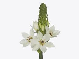 Image result for Ornithogalum pulchrum