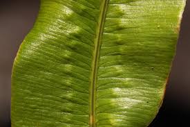 Image result for Oleandra distenta