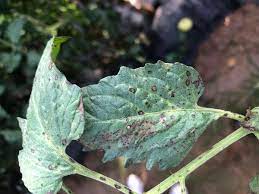 We did not find results for: Septoria Leaf Spot Of Tomato Nc State Extension Publications