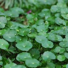 Daun binahong sangat bagus untuk kulit wajah karena dapat mengatasi jerawat. Kenali Daun Pegagan Tanaman Obat Kuno Dari Asia Tropik Health Liputan6 Com