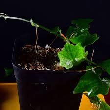 Image result for Cyclantheropsis parviflora