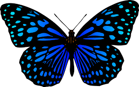 Imagenes de una mariposa para colorear. Animales Mariposas Mariposa Graficos Vectoriales Gratis En Pixabay