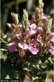 Image result for Acanthus polystachyus