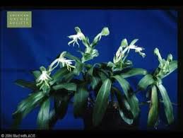 Image result for Bonatea antennifera