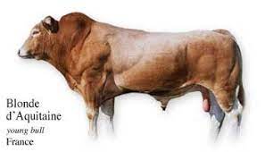 blonde d aquitaine young bull france bull cattle breeds