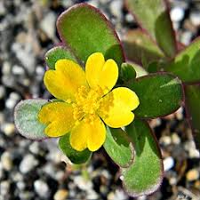 Image result for Portulacaceae
