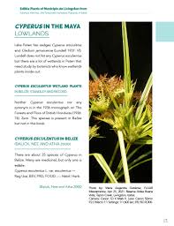 Image result for Cyperus sp. (ex Mariscus sp.no.2)