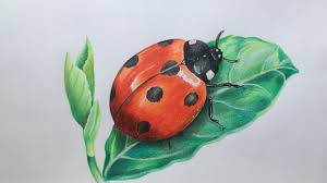 Drawing this lady bug was incredibly fun and they can make a really pretty artwork if you draw more than one. Ladybug Drawing In Color Pencils Realistic Ladybug Drawing Faber Castell Polychromos Youtube