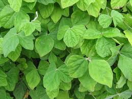 Image result for Macroptilium atropurpureum