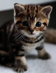 Interesting Cute Cats Pictures Free Download Kittens Cutest Baby Cats Cute Cats