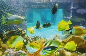 Heb Jij Alle Exotische Vissen In Het Koraalbad Al Gespot Zo Zie Je Maar Ook Voor Een Mooie Snorkel Ervaring Ben Je Bij Center Parcs Aan Het Juiste Adres I 2020