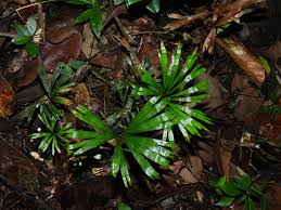 Image result for Schizaea