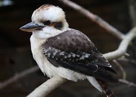 Dense, irritating, miniature beast of burden. Tierwelt Herberstein Kookaburra