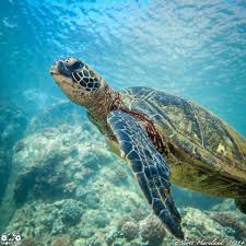 Hawaii Turtle Habitat Super Cute Animals Animals