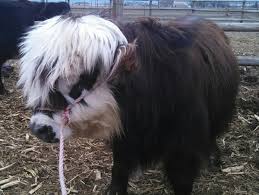 Mini belted galloway's have long been regarded as a good luck symbol. Yes You Can Own A Fluffy Mini Cow And They Make Great Pets