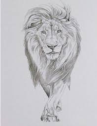 Line drawing tattoos lion illustration drawing tattoos line drawings. Female Lion Tattoo Ideas Tattoo