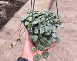 Image result for Ceropegia nilotica