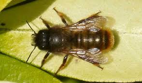 Here she is creating a bed to lay her egg on once she is happy. Jentel Pest Management Residential Commercial Pest Control Services Mortar Bee