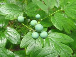 Blue Cohosh Luminescents