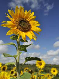 Sign In Sunflower Wallpaper Sunflower Fields Sunflower Pictures
