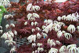 Pin On Japanese Maples