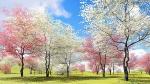 We recommend 10 apple, cherry, peach and pear trees with stunning blossom in spring. 6 Species Of Trees That Will Complement Your Front Yard Mr Tree Inc
