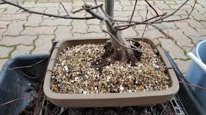 Can i repot a bonsai in soil mixture is a major consideration when repotting bonsai trees. How To Repot A Bonsai Tree And The Reasons For Doing So Dengarden