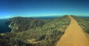 Image result for Tragia kirkiana