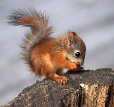 Baby Squirrel Baby Squirrel Cute Squirrel Animals
