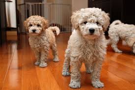 They are suitable for show and also serve as the classic home dogs. Bichon Poo Puppies For Sale Puppies Bichon Puppies For Sale