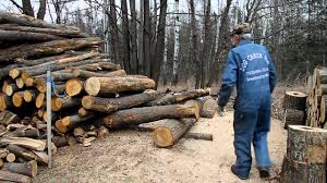 Permits must be in your possession at all times while on the forest. Best Way To Cut Your Firewood Youtube