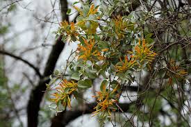Image result for Helixanthera woodii