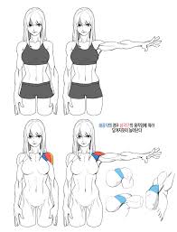 Related posts of diagram of female back muscles back muscle on model. 8 Muscle Women Ref Ideas Muscle Women Female Anatomy Reference Human Anatomy Drawing