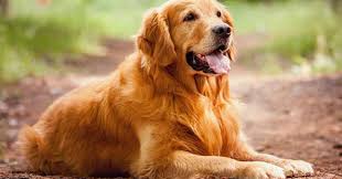 Pups will be microchipped, wormed and have 1st. Original Breed Golden Retriever Sale In Seattle