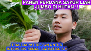 PERDANA VLOG CARI SAYUR LIAR UNTUK DI PANEN !! BONUS SAYUR SULTAN LIAR  BEETS WARNA UNGU!!