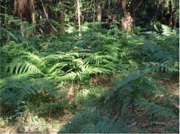 Image result for Hypolepis