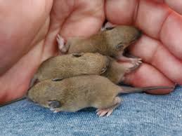 Check spelling or type a new query. Baby Field Mice Eyes And Ears Still Closed Adorable Aww