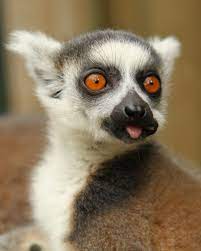 Baby Ring Tailed Lemur From Madagascar Baby Animals Animals Lemur