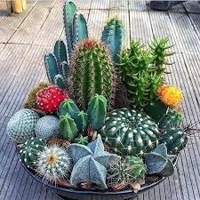 Cacti require a small space, little water and minimum attention. Great Absolutely Free Cactus And Succulent Garden Thoughts Most Succulent Varieties Need At Least Half Ever In 2021 Cactus Arrangement Mini Cactus Garden Cactus Plants