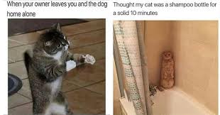 Caturday is here to slay (36 cat memes). I Can Has Cheezburger Caturday Funny Animals Online Cheezburger