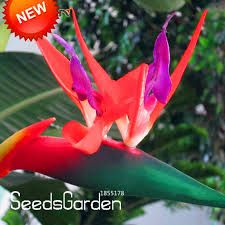 Promosyon Strelitzia Bonsai Bahce Cok Yillik Cicek Kus Cennet Bitki Strelitzia 100 Adet Paket Dlbwda Cennet Kus Tohumlari Uzun Yasayan Bitkiler Bitki Tohum