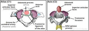 What is axis vs atlas? The Cervical Spine Features Joints Ligaments Teachmeanatomy