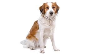 We zijn heel robuust en prima bestand tegen kou en regen. Kooikerhondje Dog Breed Information Pictures Characteristics Facts Dogtime