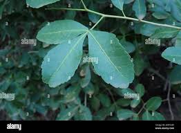 Image result for Searsia natalensis