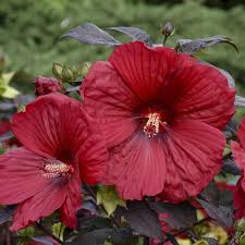 Image result for Hibiscus physaloides
