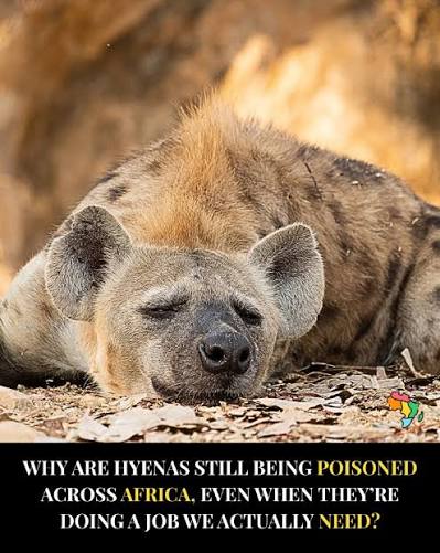 Studies prove that Striped Hyenas save India an annual fortune as well as significant environmental damage with their scavenging services, the absence of which would leave cattle carcasses to be disposed manually.